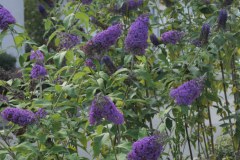 P1055886